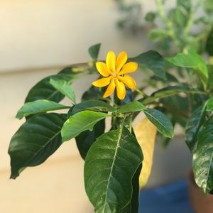 Meet your Posher, Lani